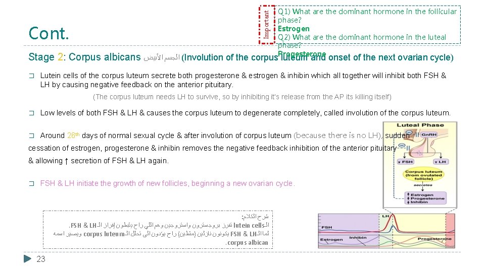 Important Cont. Q 1) What are the dominant hormone in the follicular phase? Estrogen