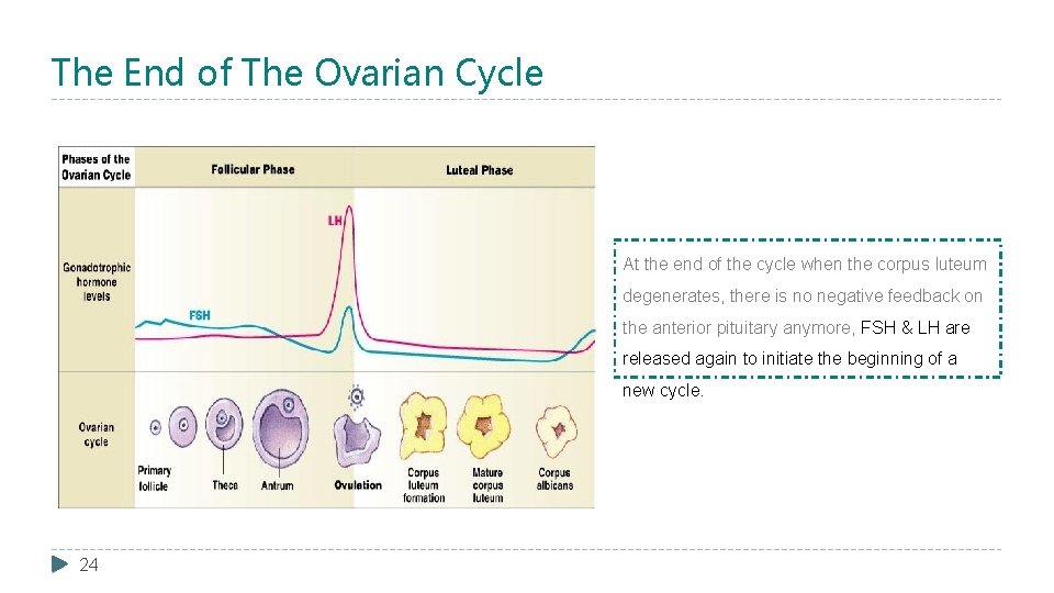 The End of The Ovarian Cycle At the end of the cycle when the