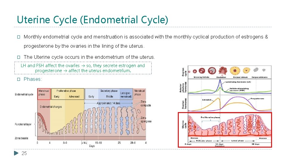 Uterine Cycle (Endometrial Cycle) � Monthly endometrial cycle and menstruation is associated with the