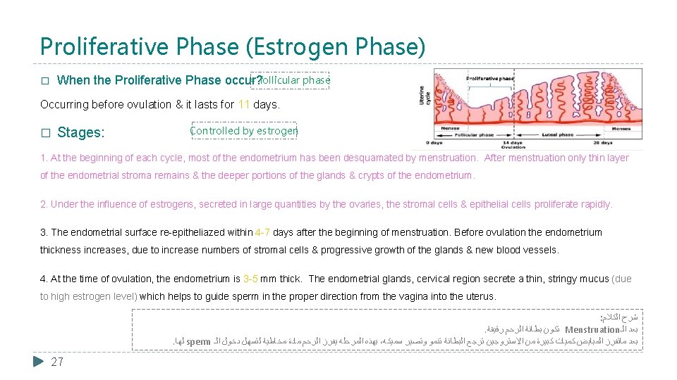 Proliferative Phase (Estrogen Phase) = follicular phase When the Proliferative Phase occur? � Occurring