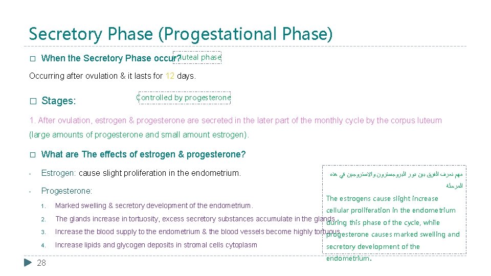 Secretory Phase (Progestational Phase) = luteal phase When the Secretory Phase occur? � Occurring