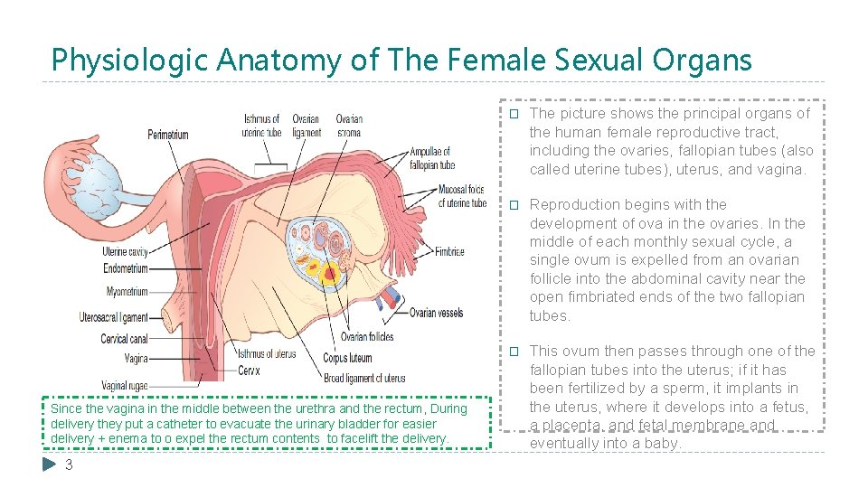 Physiologic Anatomy of The Female Sexual Organs Since the vagina in the middle between