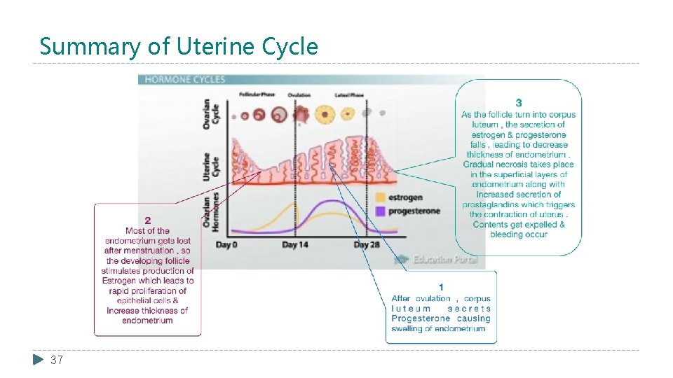 Summary of Uterine Cycle 37 