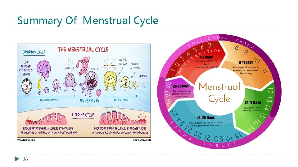 Summary Of Menstrual Cycle 38 