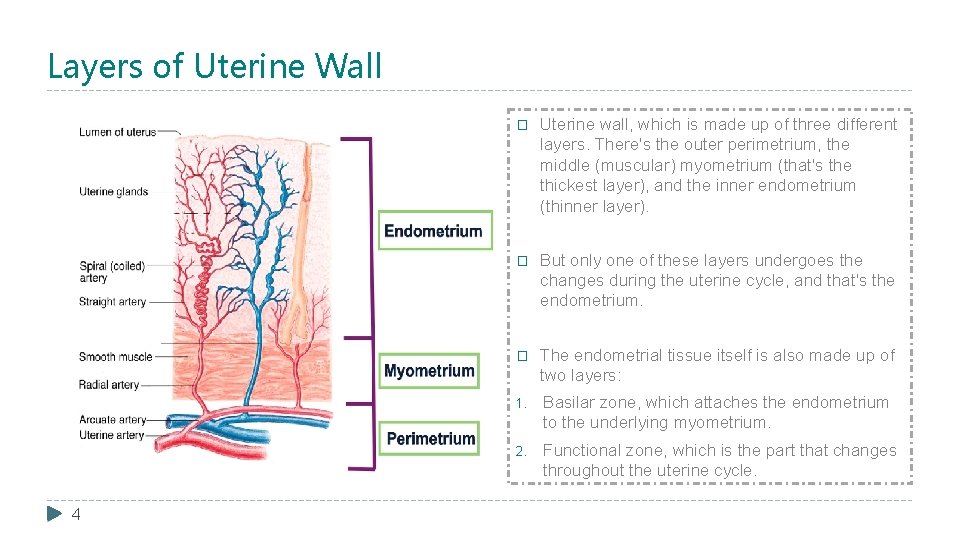 Layers of Uterine Wall 4 � Uterine wall, which is made up of three