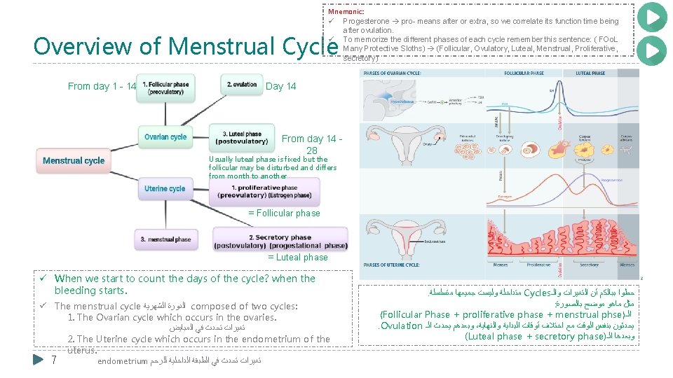 Mnemonic: ü Progesterone pro- means after or extra, so we correlate its function time