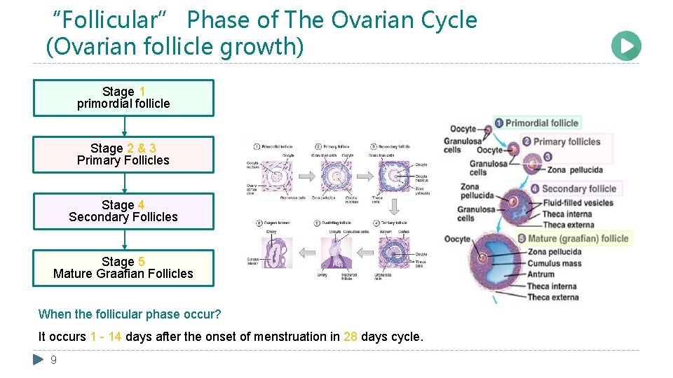 “Follicular” Phase of The Ovarian Cycle (Ovarian follicle growth) Stage 1 primordial follicle Stage