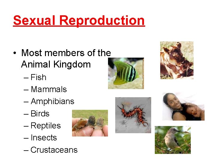 Sexual Reproduction • Most members of the Animal Kingdom – Fish – Mammals –
