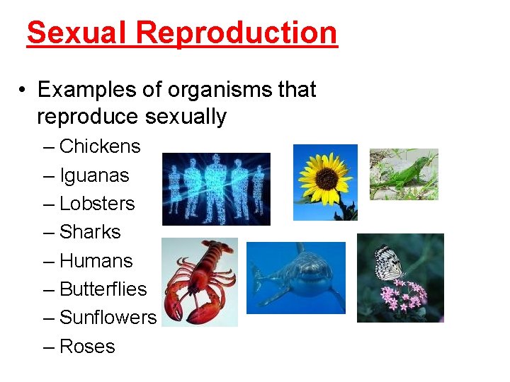 Sexual Reproduction • Examples of organisms that reproduce sexually – Chickens – Iguanas –