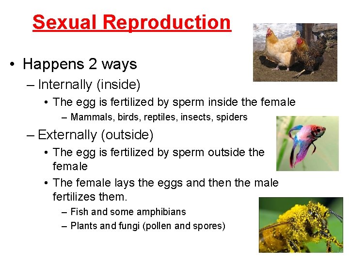 Sexual Reproduction • Happens 2 ways – Internally (inside) • The egg is fertilized