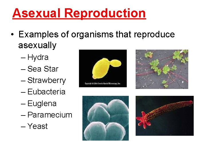 Asexual Reproduction • Examples of organisms that reproduce asexually – Hydra – Sea Star