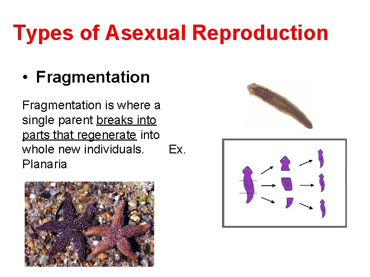 Types of Asexual Reproduction • Fragmentation is where a single parent breaks into parts