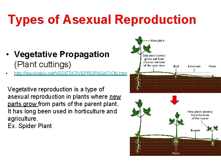 Types of Asexual Reproduction • Vegetative Propagation (Plant cuttings) • http: //leavingbio. net/VEGETATIVEPROPAGATION. htm