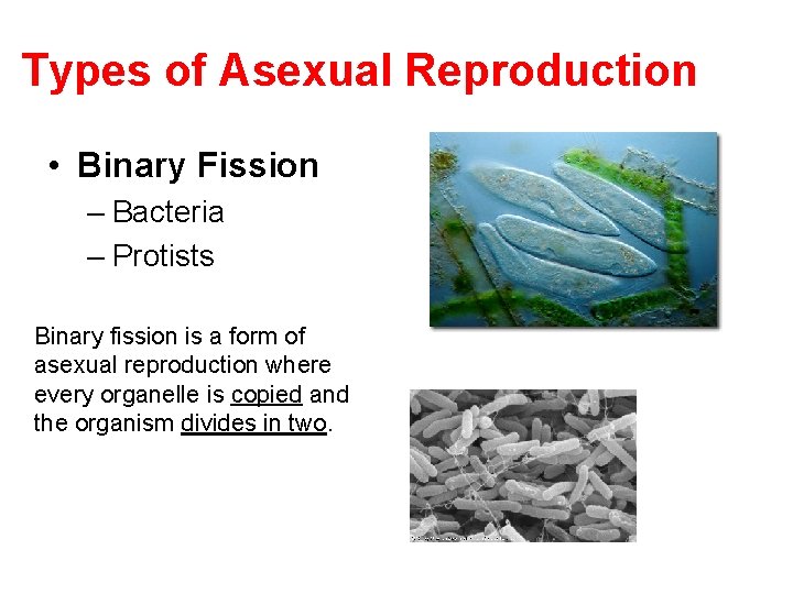 Types of Asexual Reproduction • Binary Fission – Bacteria – Protists Binary fission is