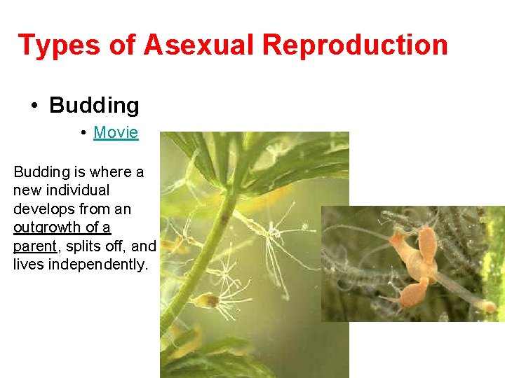 Types of Asexual Reproduction • Budding • Movie Budding is where a new individual