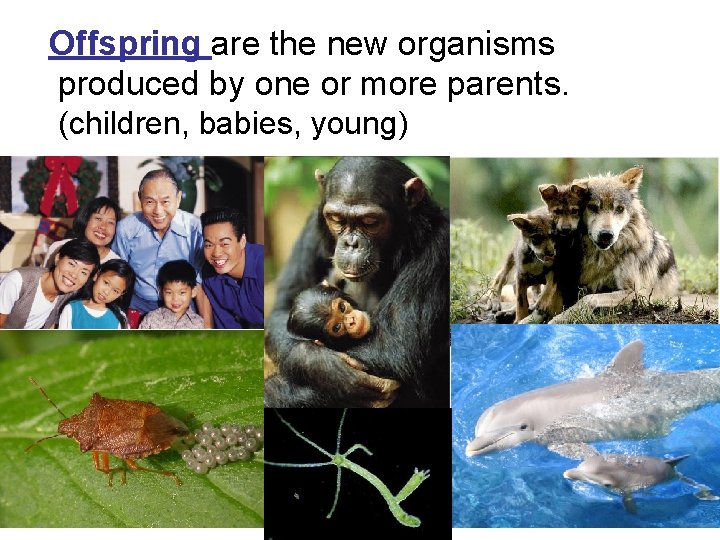  Offspring are the new organisms produced by one or more parents. (children, babies,