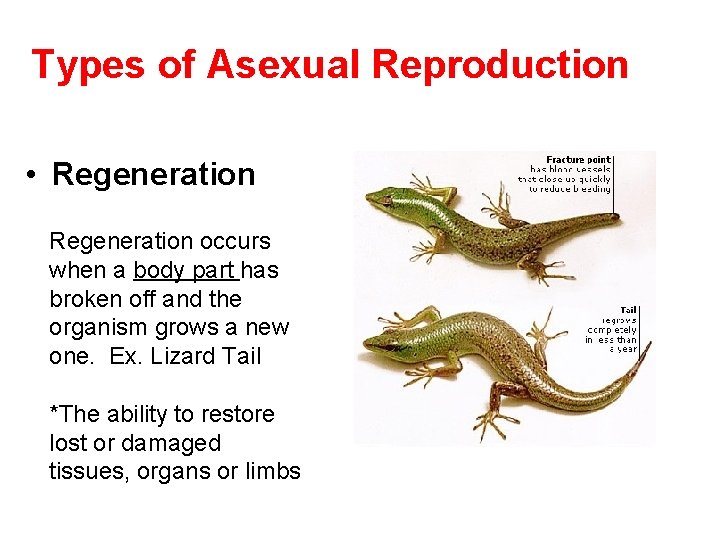 Types of Asexual Reproduction • Regeneration occurs when a body part has broken off