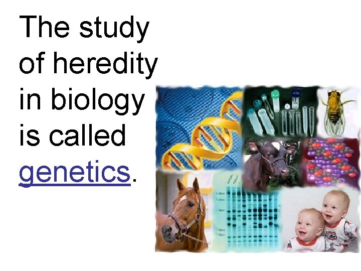 The study of heredity in biology is called genetics. 