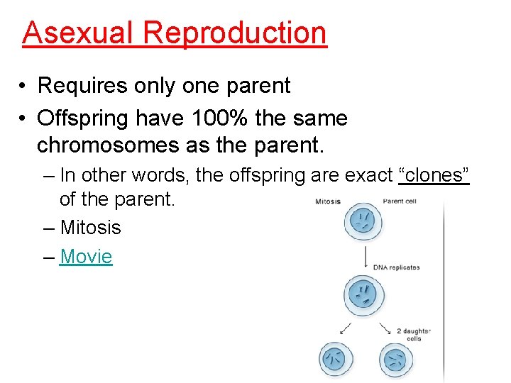Asexual Reproduction • Requires only one parent • Offspring have 100% the same chromosomes