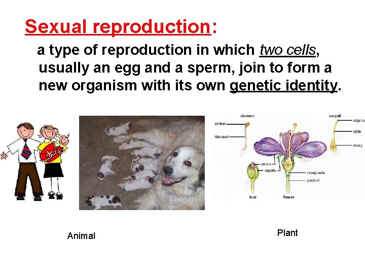 Sexual reproduction: a type of reproduction in which two cells, usually an egg and