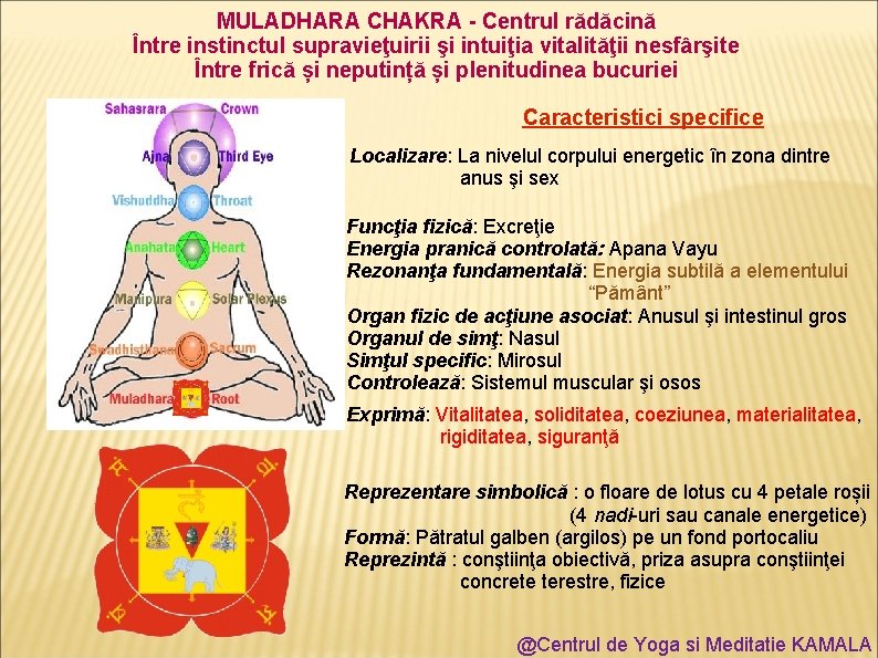 MULADHARA CHAKRA - Centrul rădăcină Între instinctul supravieţuirii şi intuiţia vitalităţii nesfârşite Între frică