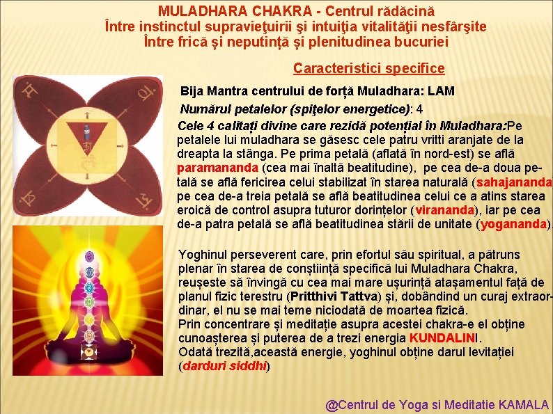 MULADHARA CHAKRA - Centrul rădăcină Între instinctul supravieţuirii şi intuiţia vitalităţii nesfârşite Între frică