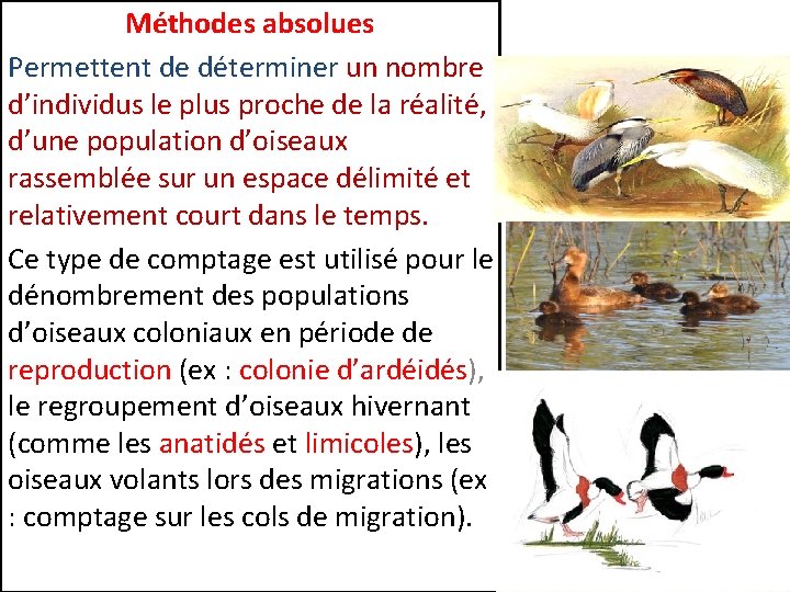 Méthodes absolues Permettent de déterminer un nombre d’individus le plus proche de la réalité,