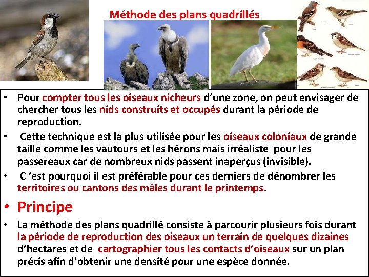 Méthode des plans quadrillés • Pour compter tous les oiseaux nicheurs d’une zone, on
