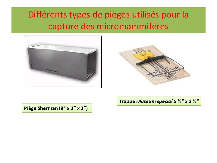 Différents types de pièges utilisés pour la capture des micromammifères Trappe Museum special 5