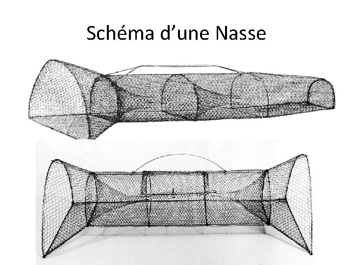 Schéma d’une Nasse 