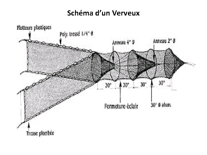 Schéma d’un Verveux 