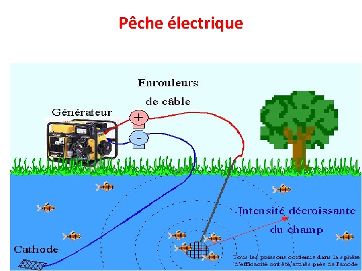 Pêche électrique 