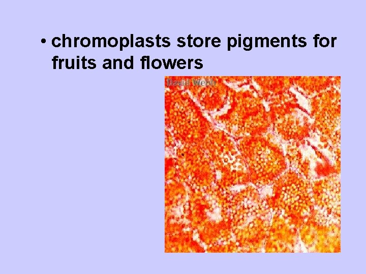  • chromoplasts store pigments for fruits and flowers 