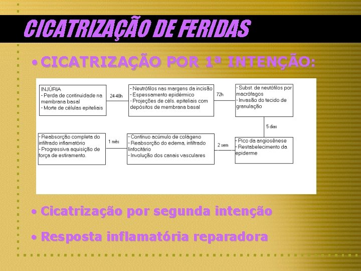 CICATRIZAÇÃO DE FERIDAS • CICATRIZAÇÃO POR 1ª INTENÇÃO: • Cicatrização por segunda intenção •