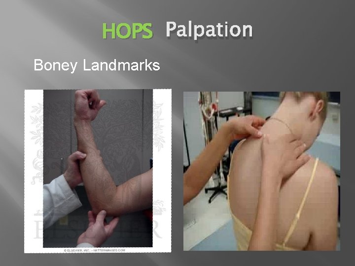 HOPS Palpation Boney Landmarks 