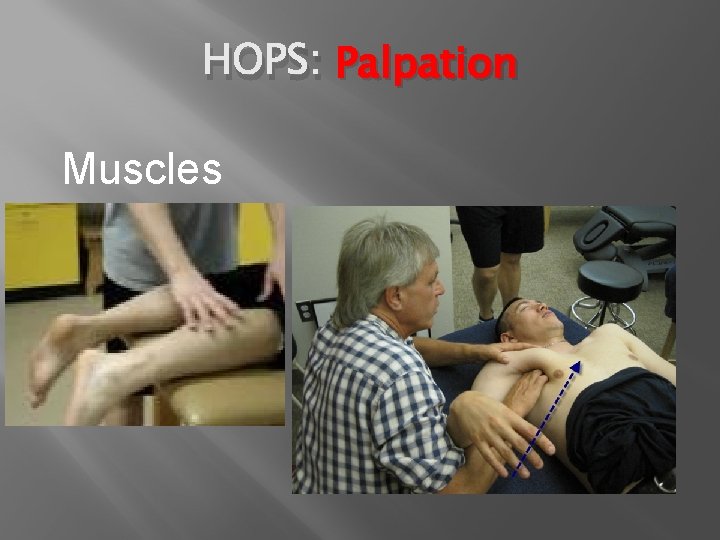 HOPS: Palpation Muscles 
