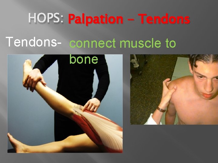 HOPS: Palpation - Tendons- connect muscle to bone 