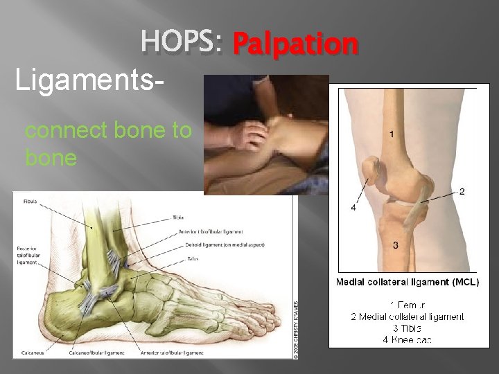 HOPS: Palpation Ligaments- connect bone to bone 