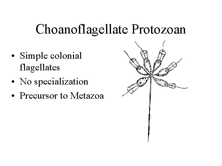 Choanoflagellate Protozoan • Simple colonial flagellates • No specialization • Precursor to Metazoa 