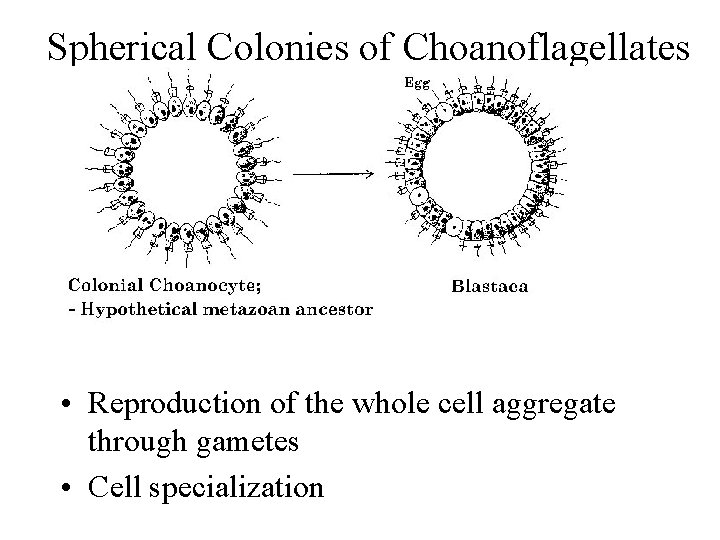 Spherical Colonies of Choanoflagellates • Reproduction of the whole cell aggregate through gametes •