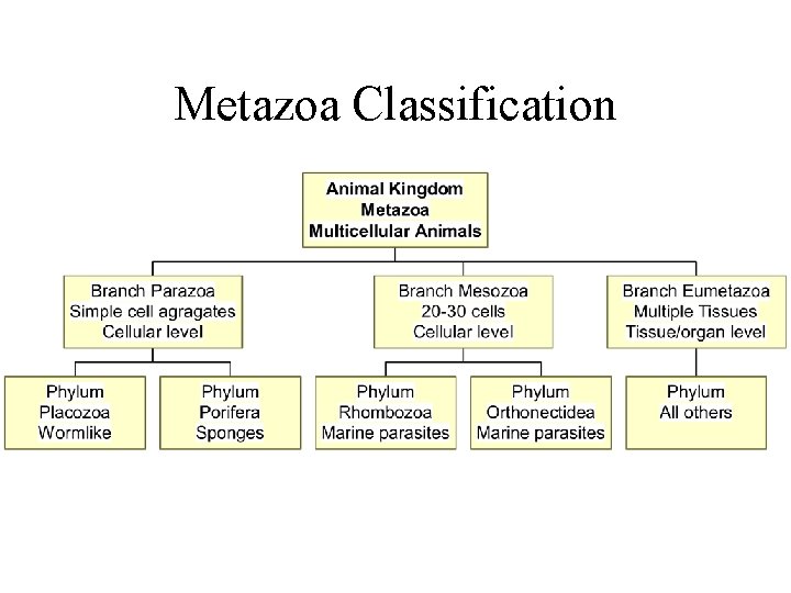 Metazoa Classification 