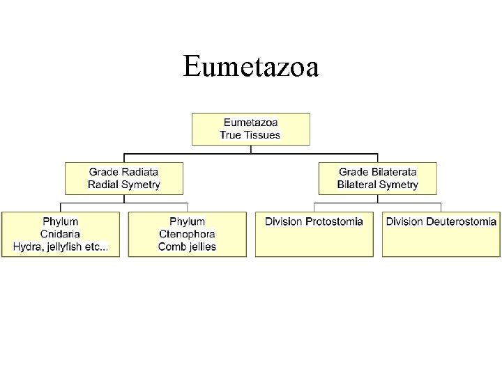 Eumetazoa 