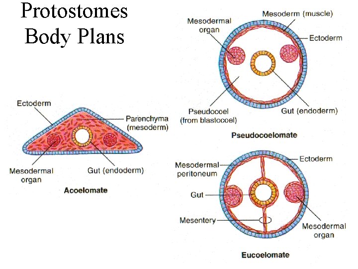 Protostomes Body Plans 