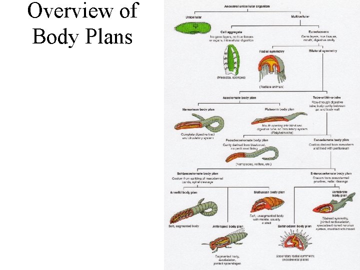 Overview of Body Plans 