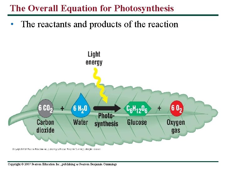 The Overall Equation for Photosynthesis • The reactants and products of the reaction Copyright