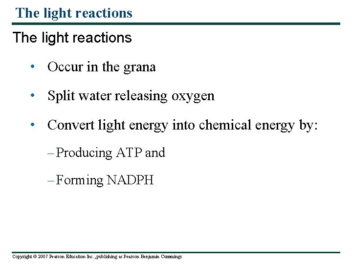 The light reactions • Occur in the grana • Split water releasing oxygen •