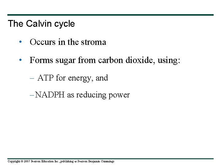 The Calvin cycle • Occurs in the stroma • Forms sugar from carbon dioxide,