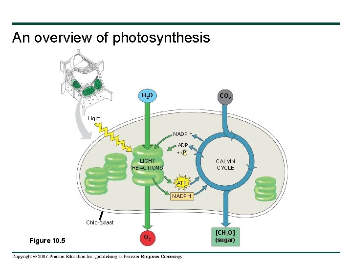 An overview of photosynthesis H 2 O CO 2 Light NADP + P LIGHT