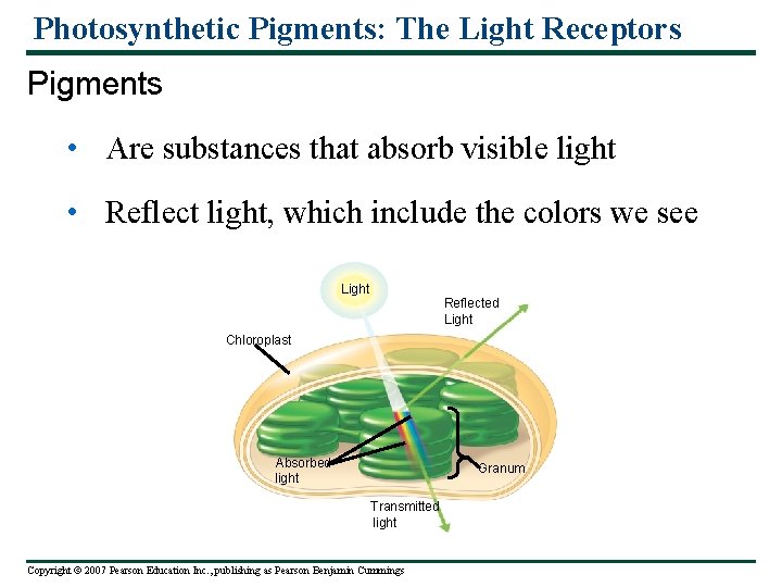 Photosynthetic Pigments: The Light Receptors Pigments • Are substances that absorb visible light •