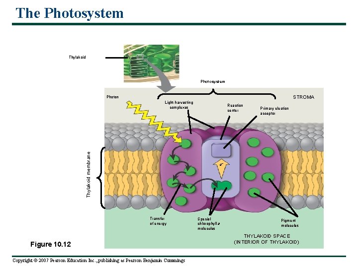 The Photosystem Thylakoid Photosystem STROMA Photon Thylakoid membrane Light-harvesting complexes Reaction center Primary election